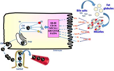 From Congenital Disorders of Fat Malabsorption to Understanding Intra-Enterocyte Mechanisms Behind Chylomicron Assembly and Secretion